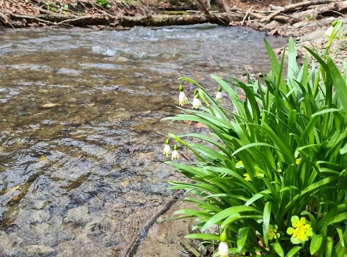 Willa Dimitrijevic Lisine Despotovac